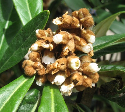 Eriobotyra japonica (Loquat) Rosaceae (TF) 35