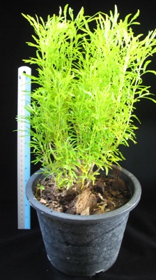 Euodia ridleyi (Rutaceae) 20