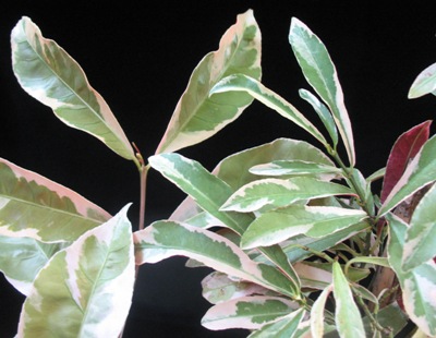 Exoecaria cochinchinensis variegated (narrow leaf)(справа)