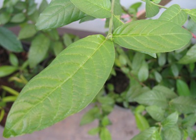 Fagerlindia sinensis = Randia parvula (TF) 40
