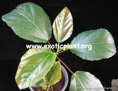 Ficus auriculata 35