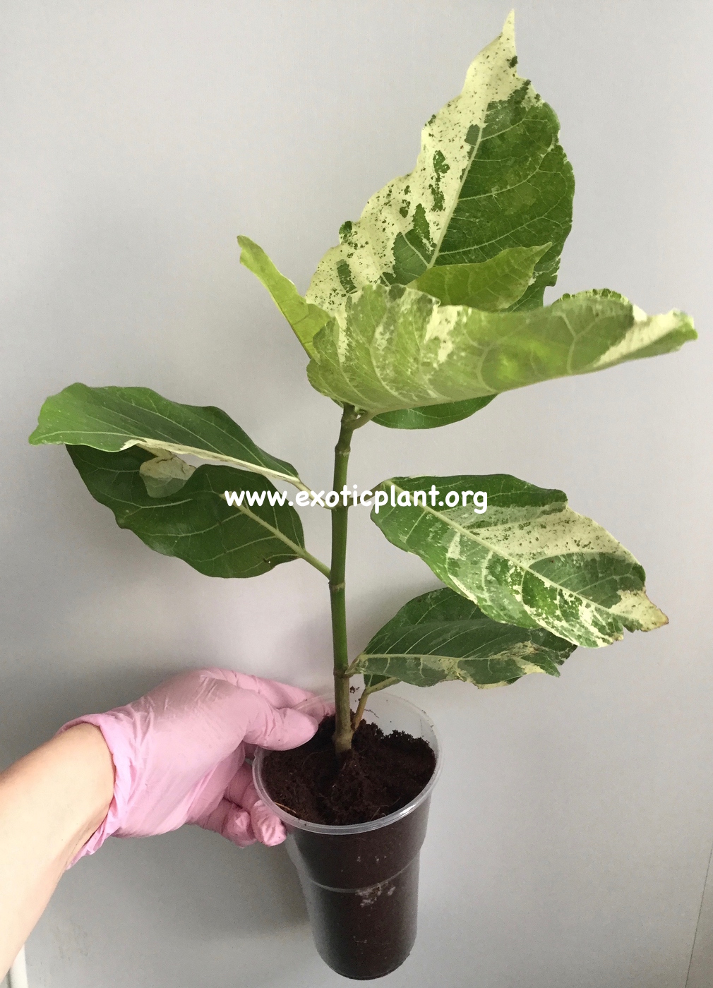 Ficus sp (T43) variegated 50
