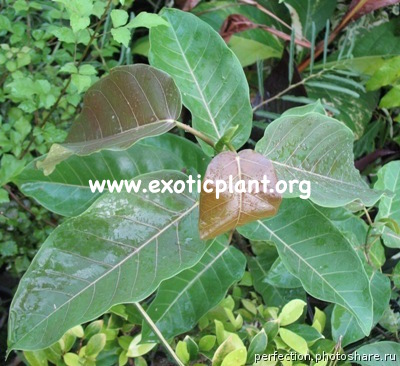 Ficus sp.(T10) Prachuab province southern Thailand 30