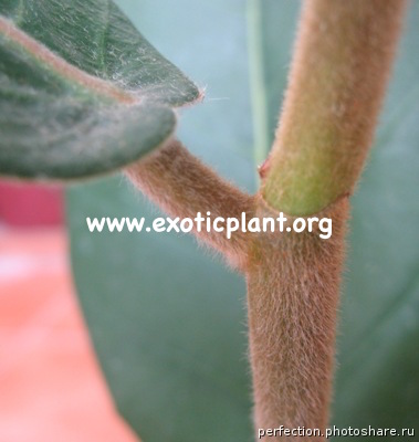 Ficus sp.(T13) Indonesia (dense hair on the stem) 45