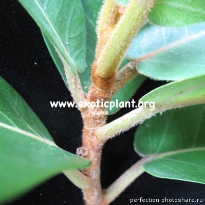 Ficus sp.(T23) Southern Thailand 40