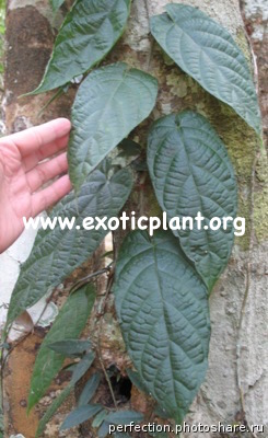 Ficus sp.(T25) aff villosus (big leaf) Southern Thailand 26