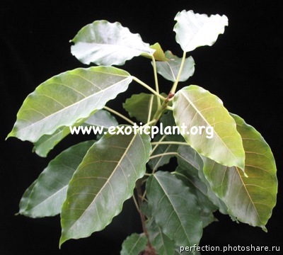 Ficus sp.(T30) Nakorn Pathom Thailand 23