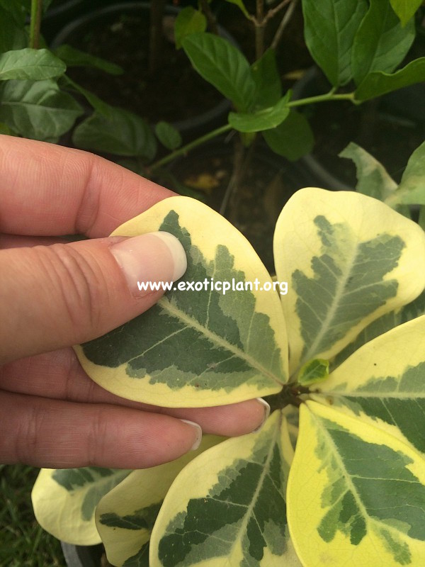 Ficus triangularis  Yellow  20-40