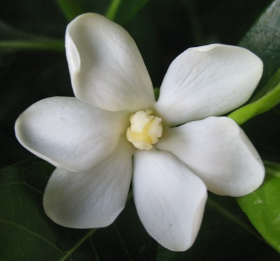 Gardenia sp.(T04) 24