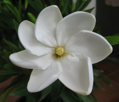 Gardenia sp.(T05) 24