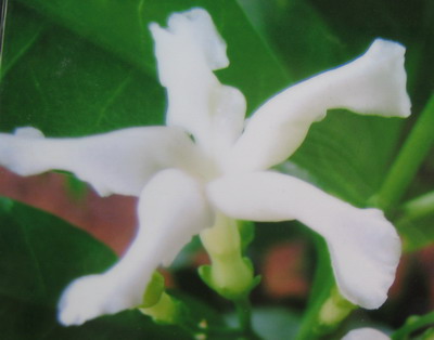 Gardenia sp.(T01) 35