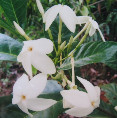 Gardenia sp.(T07) Southern Thailand 30