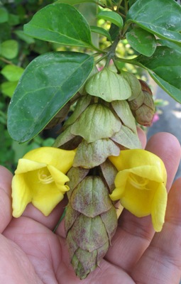 Gmelina paniculata (Indonesia) EP 30
