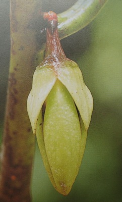 Goniothalamus macrophyllus Annonacea 30