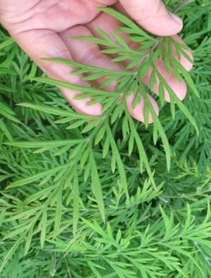 Grevillea robusta ‘Silky Oak’ Proteaceae (exotic plant) 26