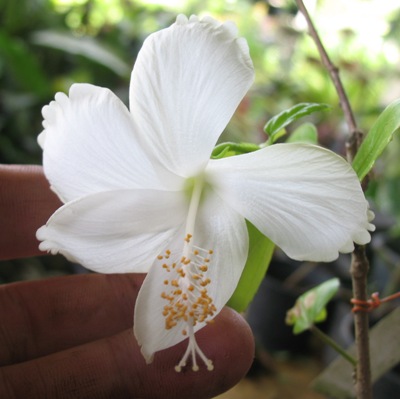 Hibiscus Dainty White 14