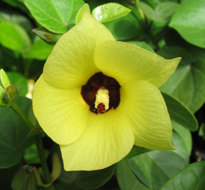 Hibiscus sp.(T01) (yellow flower) 20