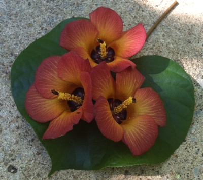 Hibiscus sp.(T02) (orange flower) (southern Thailand) (TF) 23