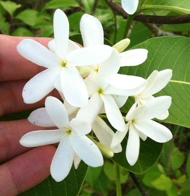 Holarrhena curtisii (white fl.)(Prachuap province, southern Thailand (TF) 35