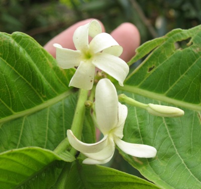 Holarrhena pubescens (white flower) 26