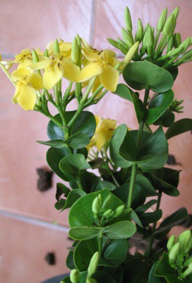 Ixora Hindu Rope (yellow flower) 26