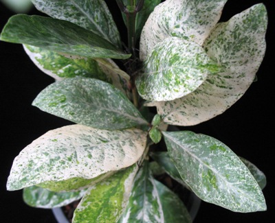 Ixora finlaysonii variegata 30