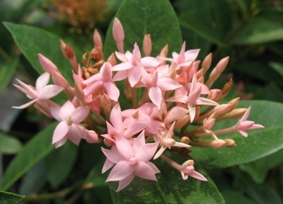 Ixora lobbii (pink and triple petal) 30