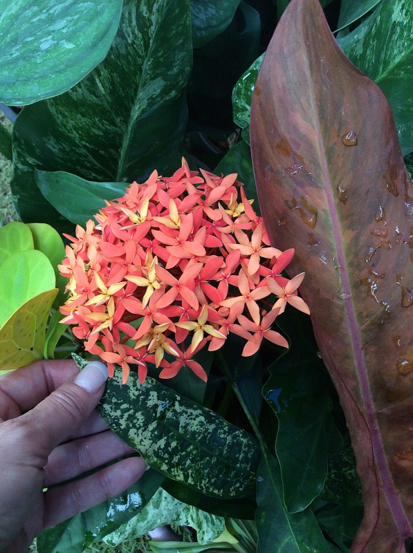 Ixora sp.(T 21) Bicolor ( Mutation) = Ixora Bicolor flower (orange and red) variegated 50