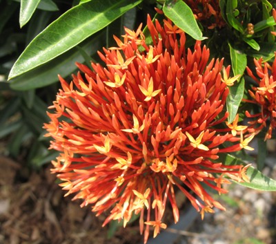 Ixora sp.(T07) red flower and narrow leaf 20