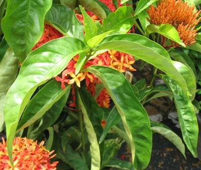 Ixora sp.(T21) Bicolor flower (orange and red) 24