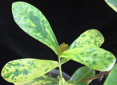 Ixora sp.(T22) variegated (orange flower) 30