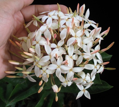 Ixora sp.(T25) white flower and big inflorescence 24
