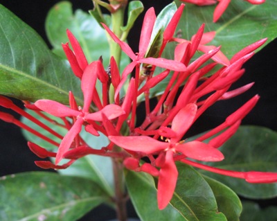 Ixora sp.(T28 ) (red flower) 20