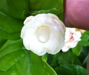 Jasminum Mali Chat (Vietnam) 