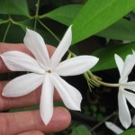 Jasminum Rex 35