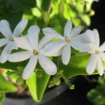 Jasminum auriculatum 23