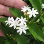 Jasminum elongatum 30