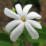 Jasminum flexile var hookerianum 30