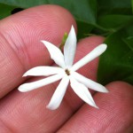 Jasminum funale subsp. Funale (southern Thailand) 30