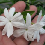 Jasminum multiflorum (small leaf) = Jasminum multiflorum Maluli Phum 20