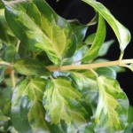 Jasminum multiflorum variegated 