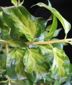 Jasminum multiflorum variegated 