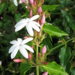 Jasminum multiflorum(red petal) 20