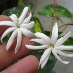 Jasminum nitidum variegata 