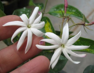 Jasminum nitidum variegata 