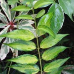 Jasminum nitidum variegata 