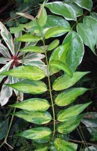 Jasminum nitidum variegata 