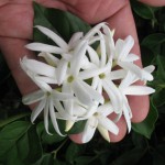 Jasminum pubescens 23