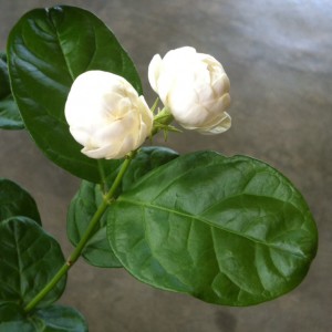 Jasminum sambac 'Mali Chat' (Japan) 