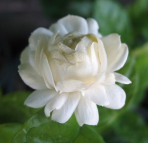 Jasminum sambac Mali Sorn = 'Duke of Tuscany' 